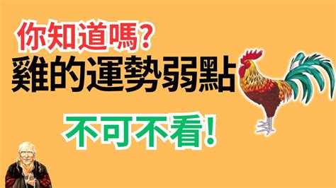 屬雞性格|十二生肖之：解析屬雞之人性格特點；及生活、事業、感情之路